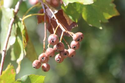 Alisier des bois, Alisier torminal, Alouchier Sorbus torminalis (L.) Crantz, 1763
