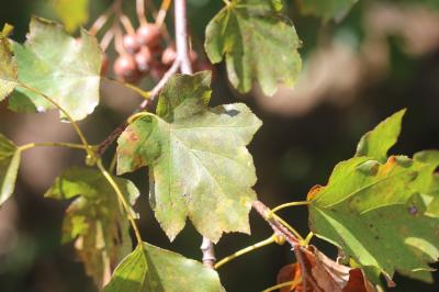 Alisier des bois, Alisier torminal, Alouchier Sorbus torminalis (L.) Crantz, 1763