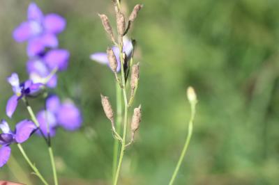 Dauphinelle des jardins Delphinium ajacis L., 1753