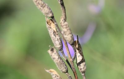 Dauphinelle des jardins Delphinium ajacis L., 1753