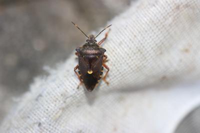  Pinthaeus sanguinipes (Fabricius, 1781)