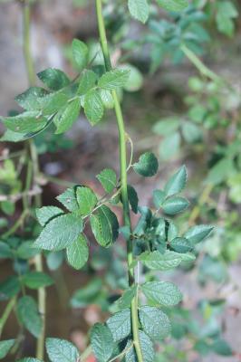 Rosier à nombreuses fleurs, Églantier multiflore Rosa multiflora Thunb., 1784