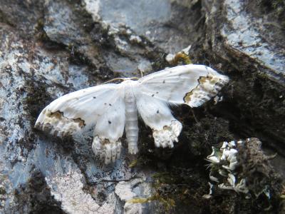 Acidalie ornée (L') Scopula ornata (Scopoli, 1763)