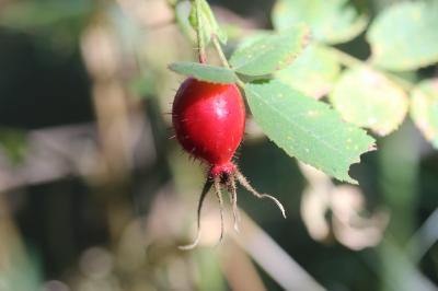 Rosier Pommier, Rose velue Rosa villosa L., 1753