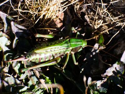 Dectique verrucivore, Sauterelle à sabre, Sauterel Decticus verrucivorus (Linnaeus, 1758)