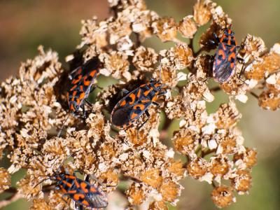 Punaise à damier Spilostethus saxatilis (Scopoli, 1763)