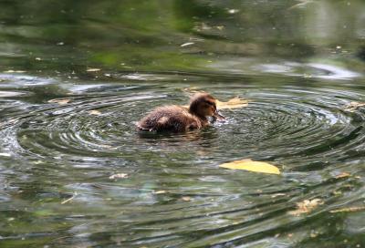 Canard colvert Anas platyrhynchos Linnaeus, 1758