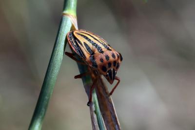  Graphosoma semipunctatum (Fabricius, 1775)
