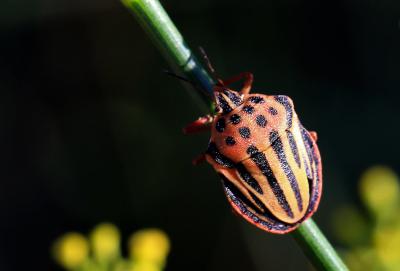  Graphosoma semipunctatum (Fabricius, 1775)