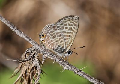 Azuré de la Luzerne (L'), Azuré de Lang (L'), Argu Leptotes pirithous (Linnaeus, 1767)