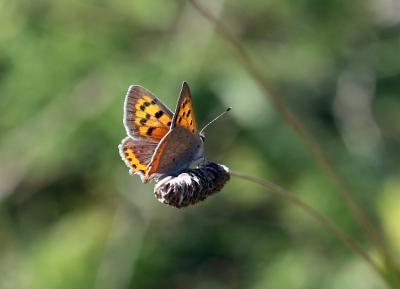 Cuivré commun (Le), Argus bronzé (L'), Bronzé (Le) Lycaena phlaeas (Linnaeus, 1760)
