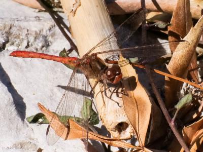 Sympétrum méridional (Le) Sympetrum meridionale (Selys, 1841)