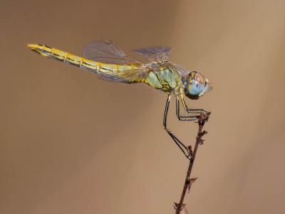 Sympétrum de Fonscolombe (Le) Sympetrum fonscolombii (Selys, 1840)