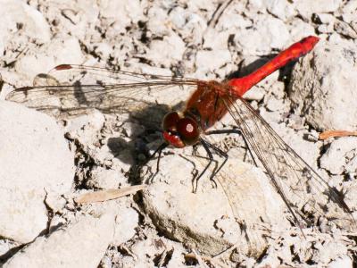 Sympétrum sanguin (Le), Sympétrum rouge sang (Le) Sympetrum sanguineum (O.F. Müller, 1764)