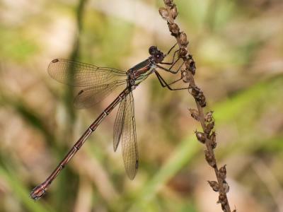 Leste vert Chalcolestes viridis (Vander Linden, 1825)