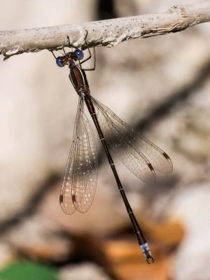 Leste verdoyant Lestes virens (Charpentier, 1825)
