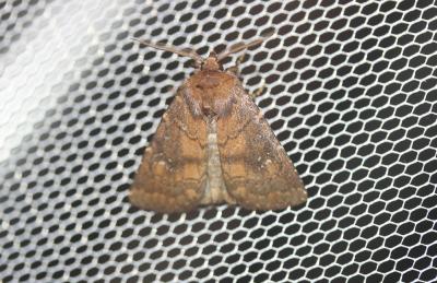  Rusina ferruginea (Esper, 1785)