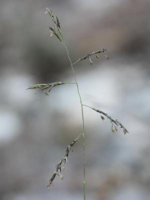Cleistogène tardif Kengia serotina (L.) Packer, 1960