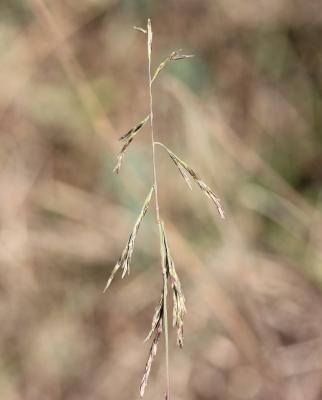 Cleistogène tardif Kengia serotina (L.) Packer, 1960