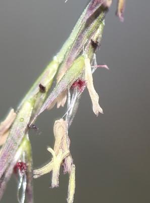 Cleistogène tardif Kengia serotina (L.) Packer, 1960