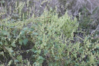 Renouée des haies, Vrillée des buissons Fallopia dumetorum (L.) Holub, 1971