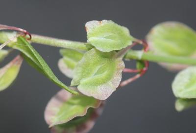 Renouée des haies, Vrillée des buissons Fallopia dumetorum (L.) Holub, 1971