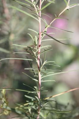 Épilobe à feuilles de romarin, Épilobe Romarin Epilobium dodonaei Vill., 1779