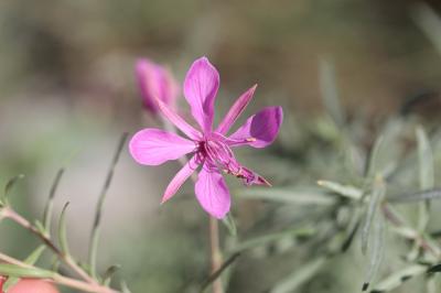 Épilobe à feuilles de romarin, Épilobe Romarin Epilobium dodonaei Vill., 1779