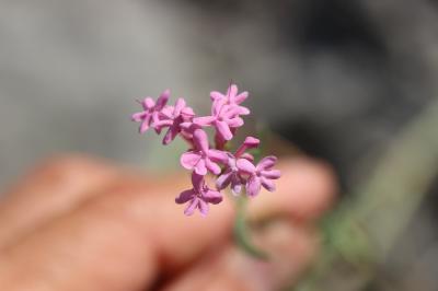 Centranthe de Lecoq Centranthus lecoqii Jord., 1852