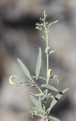  Trioza centranthi (Vallot, 1829)