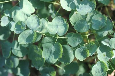  Thalictrum minus subsp. pratense (F.W.Schultz) Hand, 2001
