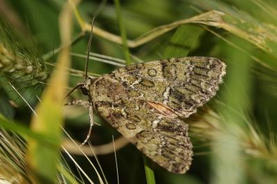 Noctuelle du Camérisier (La) Polyphaenis sericata (Esper, 1787)