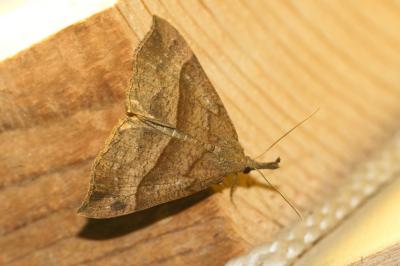 Noctuelle à museau (La) Hypena proboscidalis (Linnaeus, 1758)