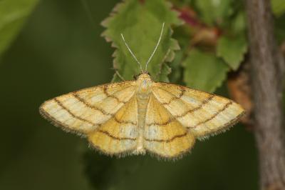 Acidalie des alpages (L'), Acidalie double-ceintur Idaea aureolaria (Denis & Schiffermüller, 1775)