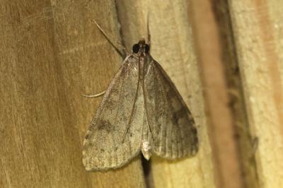  Udea prunalis (Denis & Schiffermüller, 1775)