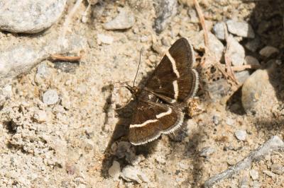  Pyrausta cingulata (Linnaeus, 1758)
