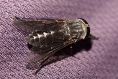  Tabanus paradoxus Jaennicke, 1866