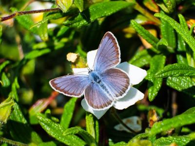 Azuré tyrrhénien (L'), Azuré du genêt corse (L'),  Plebejus bellieri (Oberthür, 1910)