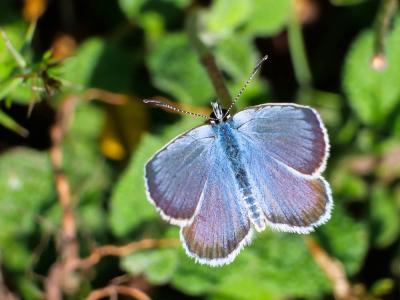 Azuré tyrrhénien (L'), Azuré du genêt corse (L'),  Plebejus bellieri (Oberthür, 1910)
