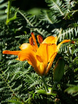 Lis orangé à bulbille Lilium bulbiferum L., 1753