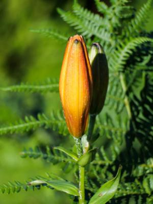Lis orangé à bulbille Lilium bulbiferum L., 1753