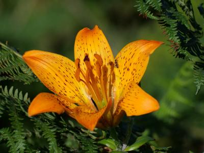 Lis orangé à bulbille Lilium bulbiferum L., 1753