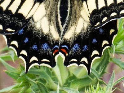 Porte-Queue de Corse (Le), Grand Férulier (Le) Papilio hospiton Gené, 1839