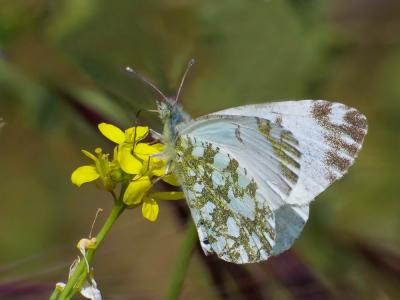 Marbré tyrrhénien (Le), Marbré de Corse (Le) Euchloe insularis (Staudinger, 1861)