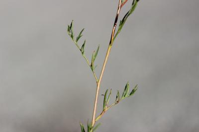 Épilobe d'automne Epilobium brachycarpum C.Presl, 1831