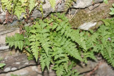Cystoptéris fragile, Capillaire blanche, Capillair Cystopteris fragilis (L.) Bernh., 1805