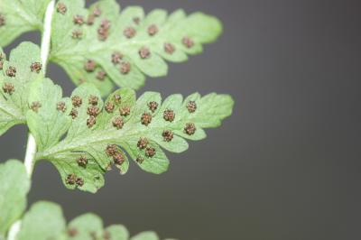 Cystoptéris fragile, Capillaire blanche, Capillair Cystopteris fragilis (L.) Bernh., 1805