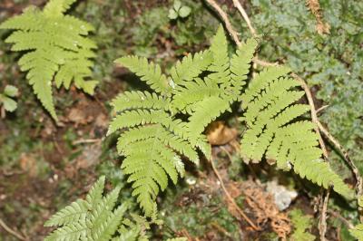 Polypode du hêtre, Phégoptéris à pinnules confluen Phegopteris connectilis (Michx.) Watt, 1867