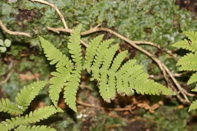 Polypode du hêtre, Phégoptéris à pinnules confluen Phegopteris connectilis (Michx.) Watt, 1867