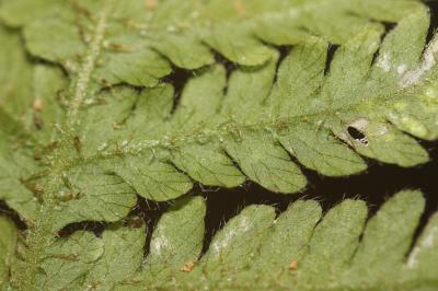 Polypode du hêtre, Phégoptéris à pinnules confluen Phegopteris connectilis (Michx.) Watt, 1867